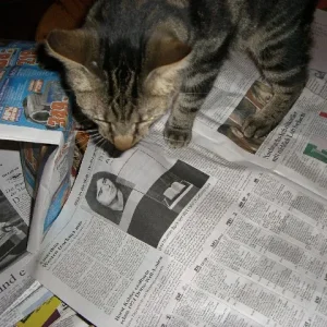 Speedy liest Zeitung