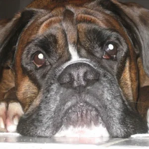 Mein Ayki, Boxerrüde Jan.08