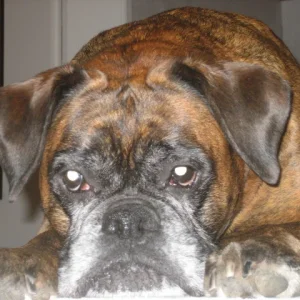 Andra, meine Boxerhündin