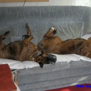 Mein Boxer-Doppelpack