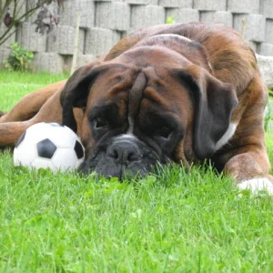 Mein Ayki, Sommer 2007