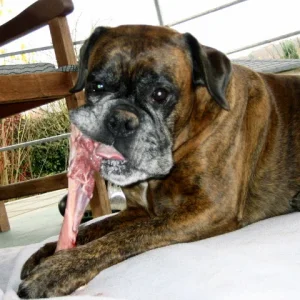 Mein Boxermächen  Sommer 2007