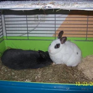 HasiBilly die erste Schmusestunde :-))