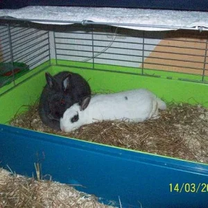 HasiBilly die zweite :-))