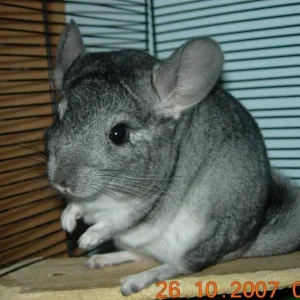 einer meiner Süssen