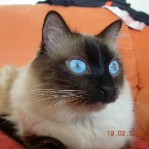 schau mir in die Augen