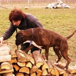 schwierig für Boxer: DEGILITY! (Woody)