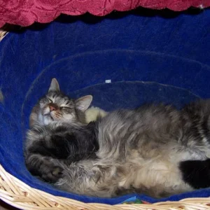 Aramis unser Maine Coone Kater