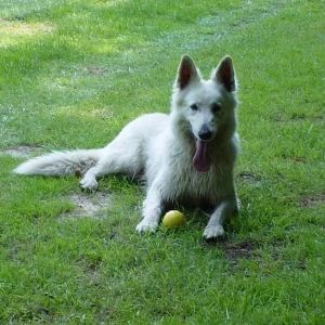 Thunderbay Langstockhaar