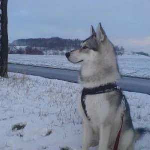 Ein schöner Wolf;-)