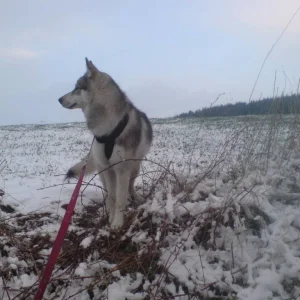 Nochmal ein hübscher Wolf;-)