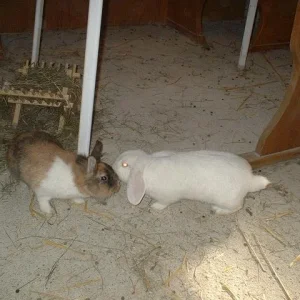 Er ist doch sooooooo schüchtern! Bussy