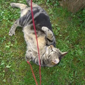 Speedy und das rote Fädchen