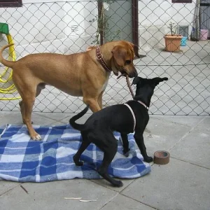 SAMMY - ehemaliger Notfall