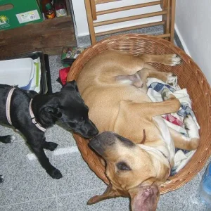 SAMMY - ehemaliger Notfall