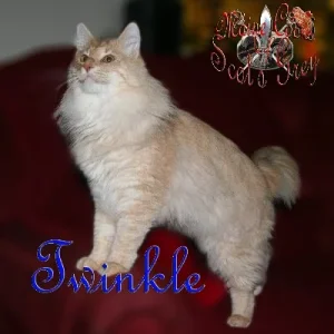 Twinkle