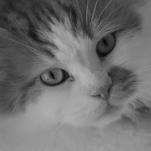 Bin ich icht schön ?