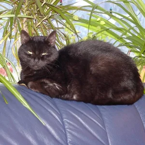 Mein Name ist Merlin