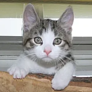 Das ist MEIN Kratzbaum!!!