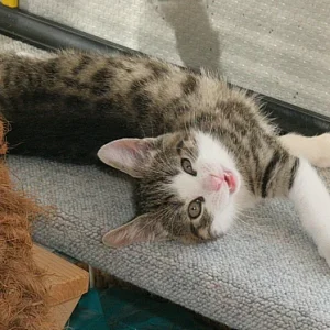 Germanys next TopCatModel