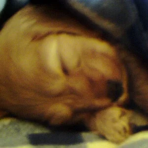 Luna ganz erschöpft