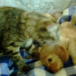 unsere mietze mit luna