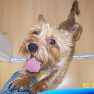 Elly vor dem Gassi gehen