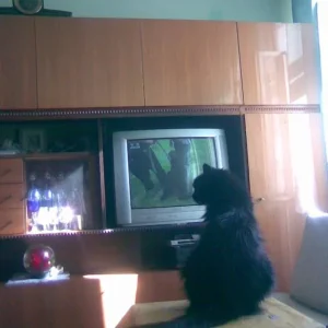 Ahhhhh Fernsehen ist toll