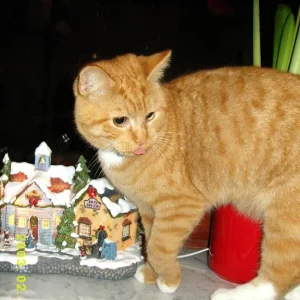 Fussel in der Weinachtsdeko