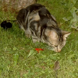 Speedy und Mäuschen