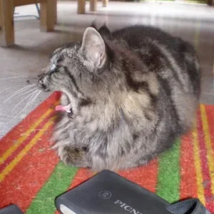 gott, ist das schlapfen aufpassen langweilig....