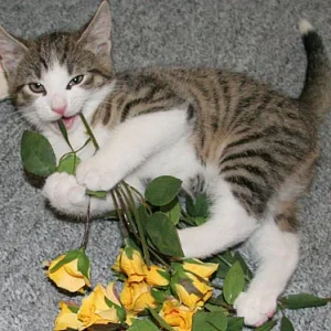 Blümchen für die Damen