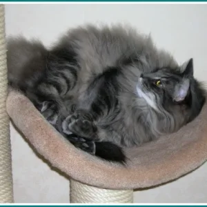 Smoky schaut hoch nach Dusty