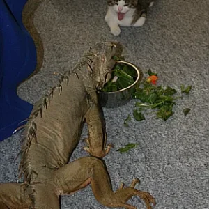 Hosti und sein Freund