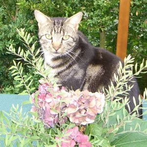 ........ durch die Blumen ......