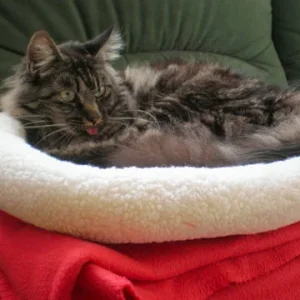 ätsch, mein kuschelbetti