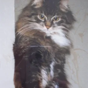 Benny, mein alter Kater...