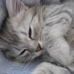 Valentino mit seiner Kuscheldecke