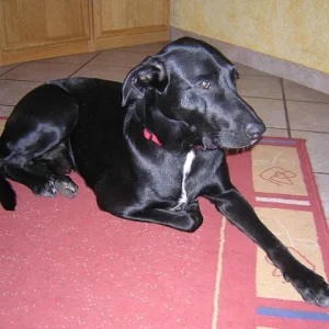 Mein Liebling Lucky .