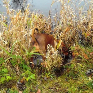 Da war doch irgendwo ein Ratzi...