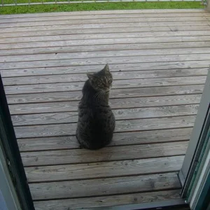 WER wagt es die Königin zu sprechen???