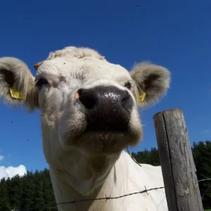 unser schöner blauer Eifel-Himmel