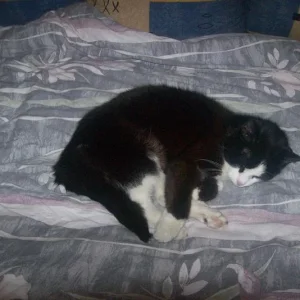 Älteste Katze Kölns :-)