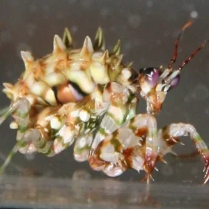 Doris, unsere Blumenmantis