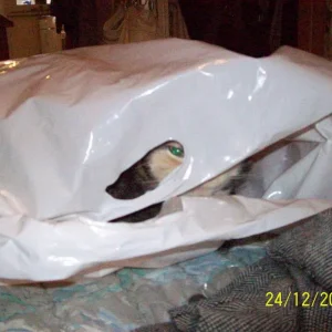 Versteckt sich da wer ??