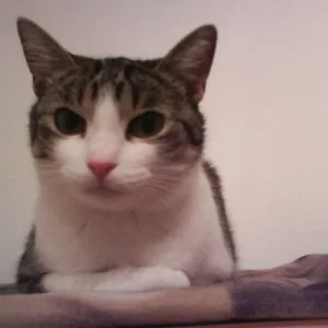 Mietzi die Ordnungshüterin