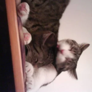 Lady Tietz-Mietz mit Lady Stasy bei ihrer Fellpflege