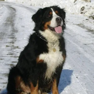 AIKO beim Winterspaziergang