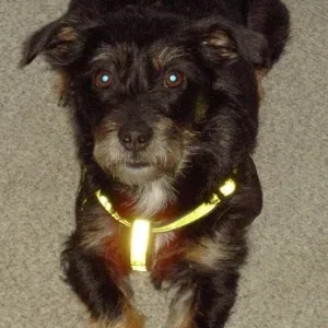 Meine Jagdterrier-Pekinesen-Mix-Hündin FIBY