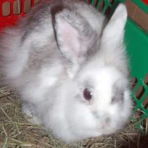 Mein Löwenkopfkaninchen COSY